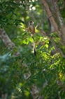 Click to see details of Common squirrel monkey (Saimiri sciureus)
