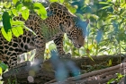 Click to see details of Jaguar (Panthera onca) - one-year-old cub