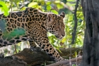 Click to see details of Jaguar (Panthera onca) - one-year-old cub