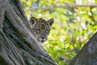 Click to see details of Jaguar (Panthera onca) - one-year-old cub