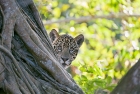 Click to see details of Jaguar (Panthera onca) - one-year-old cub watching fly