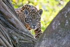 Click to see details of Jaguar (Panthera onca) - one-year-old cub