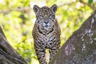 Click to see details of Jaguar (Panthera onca) - one-year-old cub