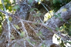 Click to see details of Jaguar (Panthera onca) in a tree