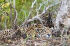 Click to see details of Jaguar (Panthera onca)