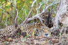 Click to see details of Jaguar (Panthera onca)