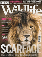 BBC Wildlife August 2020