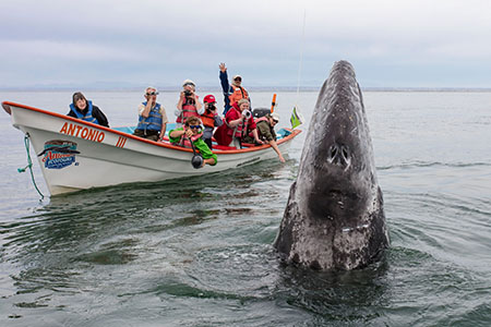 Whale watching in Baja California & the Sea of Cortez, Mexico 