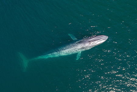 blue whale from above from Last Chance to See