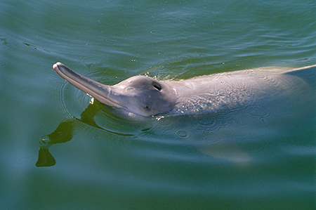 Yangtze river dolphin from Last Chance to See