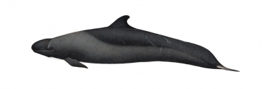Click to see images of False killer whale (Pseudorca crassidens)