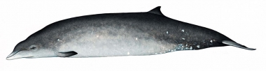 Click to see images of Deraniyagala's beaked whale (Mesoplodon hotaula)