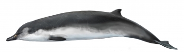 Click to see images of Spade-toothed whale (Mesoplodon traversii).
