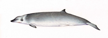 Click to see images of True’s beaked whale (Mesoplodon mirus)