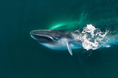 Click to see images of Fin whale (Balaenoptera physalus)
