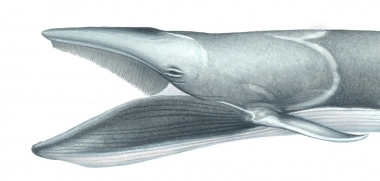 Click to see images of Omura’s whale (Balaenoptera omurai)