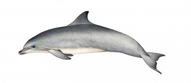 Click to see images of Common bottlenose dolphin (Tursiops truncatus)