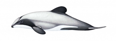 Click to see images of Hector’s dolphin (Cephalorhynchus hectori)