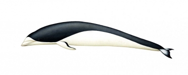 Click to see images of Southern right whale dolphin (Lissodelphis peronii)