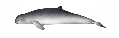 Click to see images of Irrawaddy dolphin (Orcaella brevirostris)