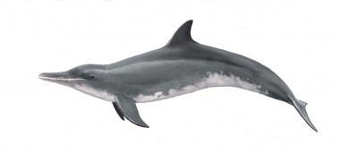 Click to see images of Rough-toothed dolphin (Steno bredanensis)