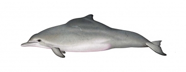 Click to see images of Atlantic humpback dolphin (Sousa teuszii)