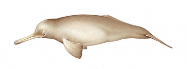 Click to see images of South Asian river dolphin (Platanista gangetica)