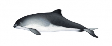 Click to see images of Harbour or harbor porpoise (Phocoena phocoena)