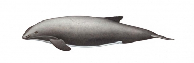 Click to see images of Burmeister’s porpoise (Phocoena spinipinnis)