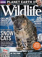 BBC Wildlife November 2016