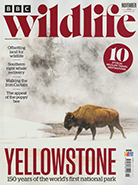 BBC Wildlife November 2022