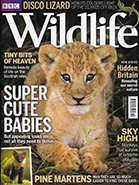 BBC Wildlife October 2016