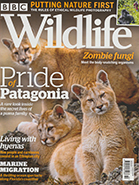 BBC Wildlife October 2020