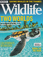 BBC Wildlife October 2021