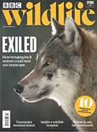 BBC Wildlife Spring 2024