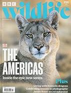 BBC Wildlife Spring 2025