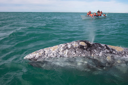 Grey whale in San Ignacio Lagoon