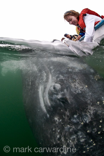 GREY_WHALE_GALLERY001.jpg