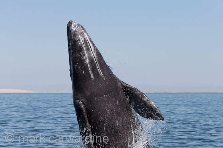 GREY_WHALE_GALLERY002.jpg