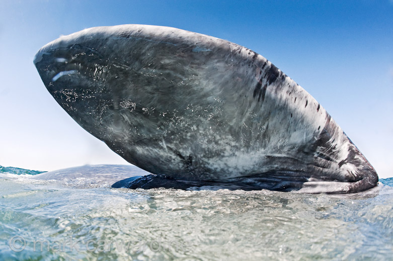 GREY_WHALE_GALLERY003.jpg