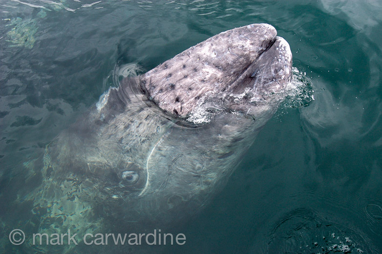 GREY_WHALE_GALLERY004.jpg
