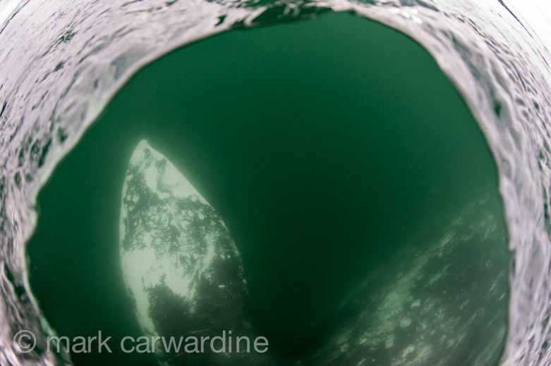 GREY_WHALE_GALLERY005.jpg