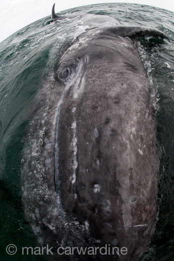 GREY_WHALE_GALLERY006.jpg