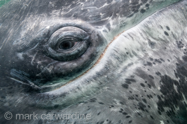 GREY_WHALE_GALLERY007.jpg