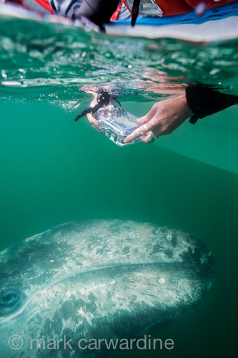GREY_WHALE_GALLERY009.jpg