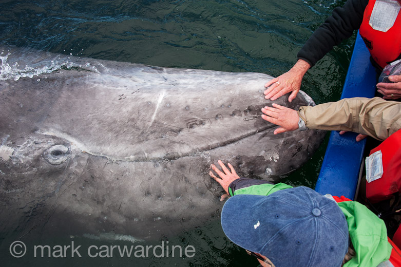 GREY_WHALE_GALLERY010.jpg