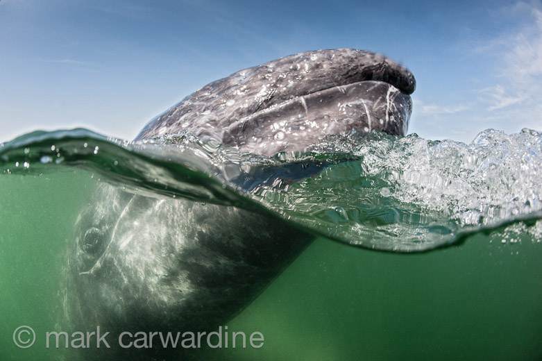 GREY_WHALE_GALLERY011.jpg