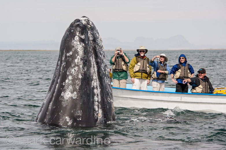 GREY_WHALE_GALLERY012.jpg