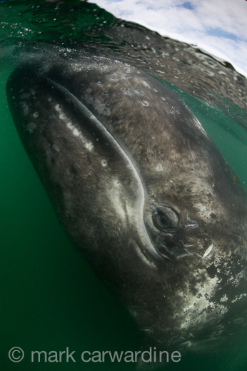 GREY_WHALE_GALLERY013.jpg