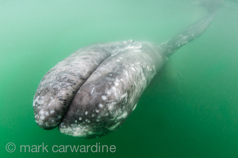 GREY_WHALE_GALLERY014.jpg